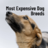 Reduce Shedding: 10 Tips to Tackle Dog Hair Everywhere