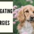 10 Ways to Enhance Your Pet’s Well-being: A Comprehensive Guide
