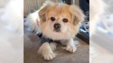 Tibetan spaniel Tristan is a sweet, loving little guy – Orange County Register