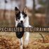 Unlocking the Secrets: The Best Dog Foods for a Healthy Canine
