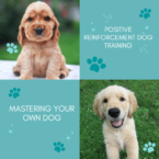 Positive Reinforcement Dog Training | Mastering Your Own Dog