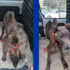 Tragic Incident: Dog Found Shot to Death in Cherokee County
