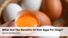 Raw Eggs for Dogs: Safe or Salmonella Scare? Expert Advice.