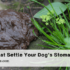 Unleash Fun & Flavor: 3 Easy Cow Hoof Fillers for Dogs