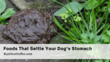 Calm Canine Tummies: Foods That Settle Dog Upset Stomach