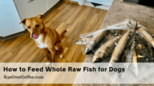 How to Feed Whole Raw Fish for Dogs – K9sOverCoffee