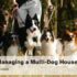 Understanding Dog Vomiting & Diarrhea: Causes & Care