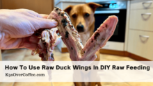 DIY Raw Feeding: How to Use Raw Duck Wings Effectively