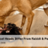 Safe Dog Vomiting Home Remedies: Soothe Your Pup’s Stomach