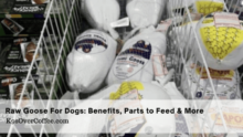 Raw Goose For Dogs: Benefits, Parts to Feed & More