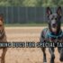 The Art of Specialized Dog Training: Unlocking Your Canine Companion’s Unique Potential