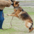 Achieving Canine Excellence: Dog Training Exercises for Perfection