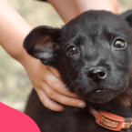 Preparing for In-Home Pet Euthanasia: A Compassionate Guide for Pet Owners