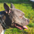 Shelter Dog Awaits Forever Home for Over a Year