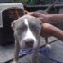 USPS: Ohio ranks No. 5 for most dog bites