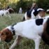 Reduce Shedding: 10 Tips to Tackle Dog Hair Everywhere