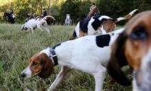 Ex-Conservation Officers Speak Out Against Ontario Hunting Dog Expansion