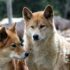 Tragic Incident: Dog Killed by Coyote in Massachusetts