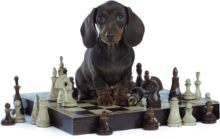 Mastering Dog Care: Elevate Your Dog Care Skills with Specialized Dog Care Courses