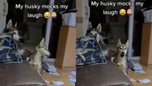 Dog Perfectly Imitates Pet Parent’s Laughter | Watch Trending Video