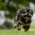 Summer Dog Nutrition: Keeping Your Furry Friend Healthy and Happy