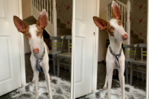 Dog Causes ‘Mayhem’ in Just 20 Minutes, Leaving Owner Cleaning for Hours