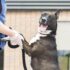 American Bully ‘Attacks’ Old Man Passing by With Kisses in Adorable Clip