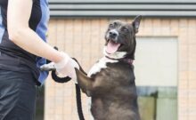 Shelter Dog Awaits Forever Home for Over a Year