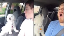Man Recreates Viral 10-Year-Old Video with Pet Dog – Watch the Heartwarming Recreation