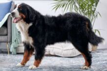 Should Colorado have a state dog? Survey results favor Bernese mountain dog – The Journal
